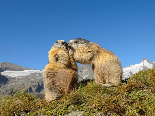 Marmottes