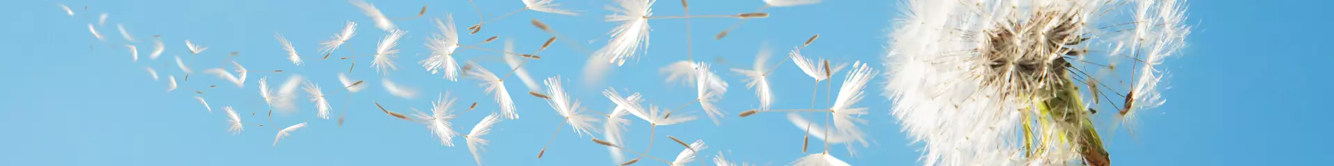 Beautiful flying dandelion seeds in the Wind on blue sky.