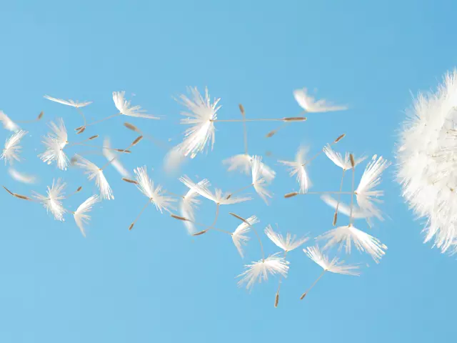 Beautiful flying dandelion seeds in the Wind on blue sky.