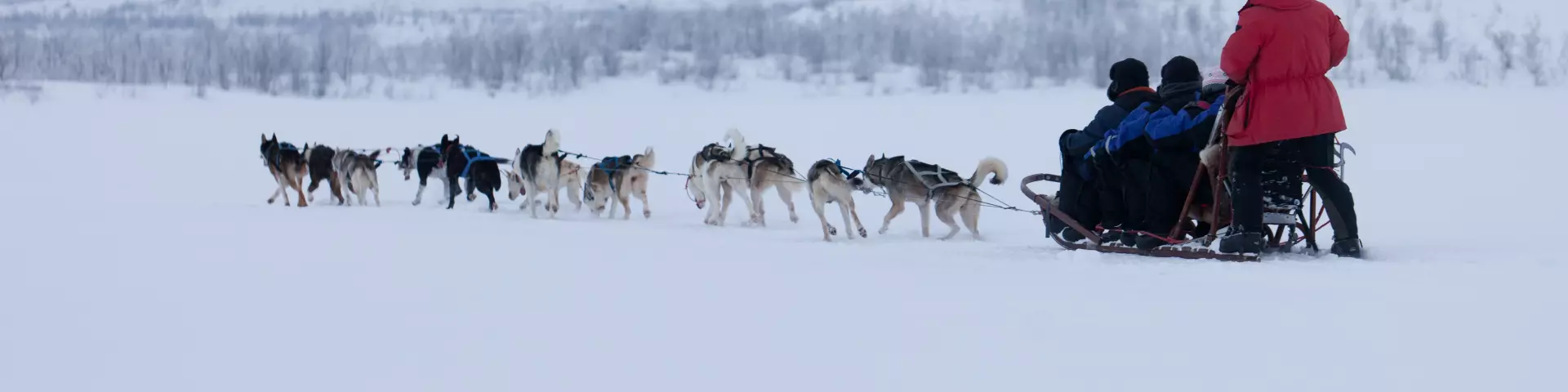 Husky dog sledding