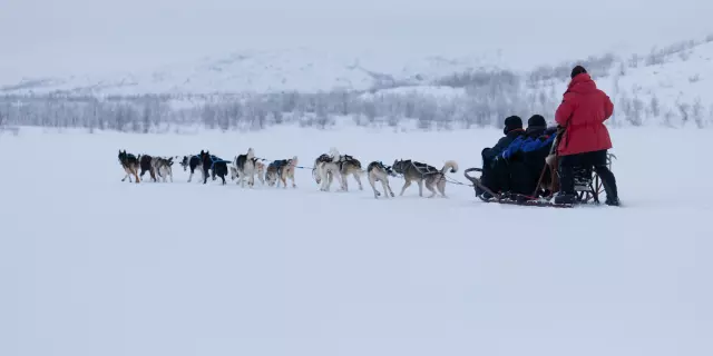 Husky dog sledding