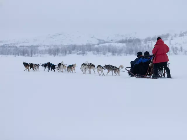 Husky dog sledding