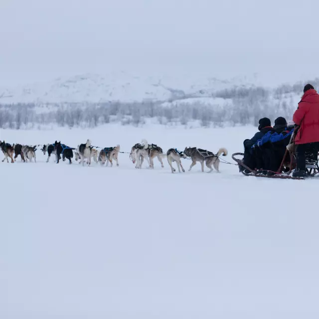 Slitta trainata da cani husky