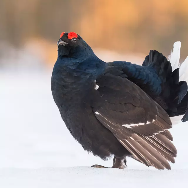 Portrait of a lekking Black Grouse in central Sweden